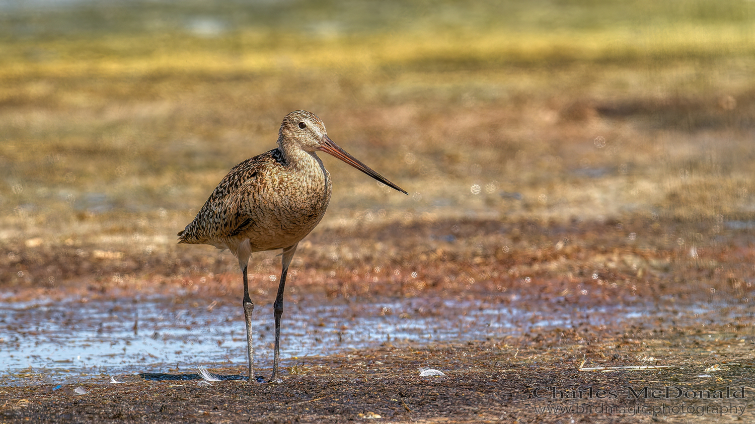 Marbled Godwit