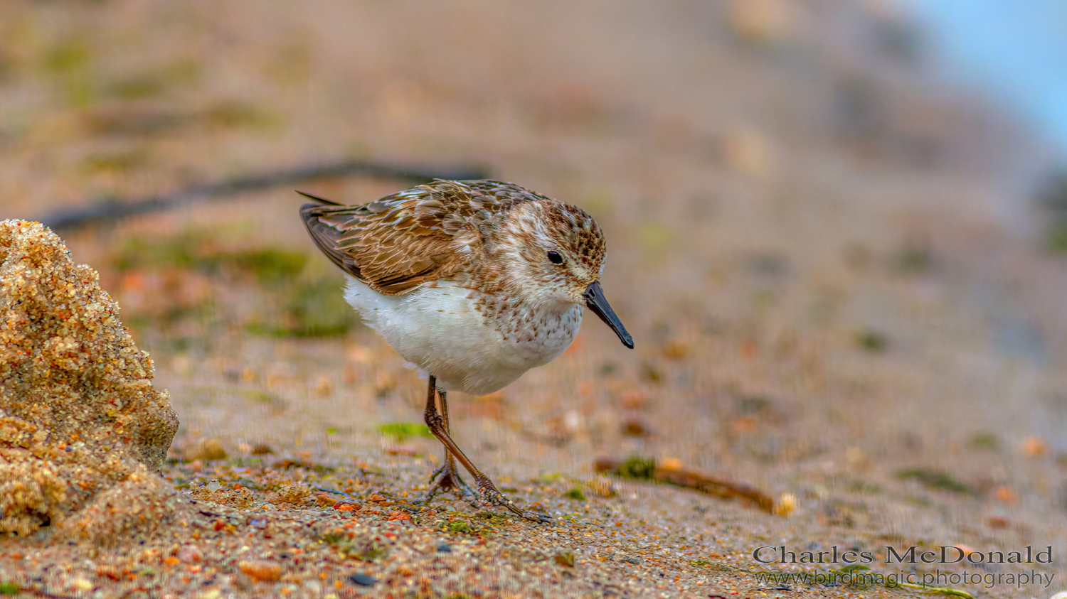 Sanderling