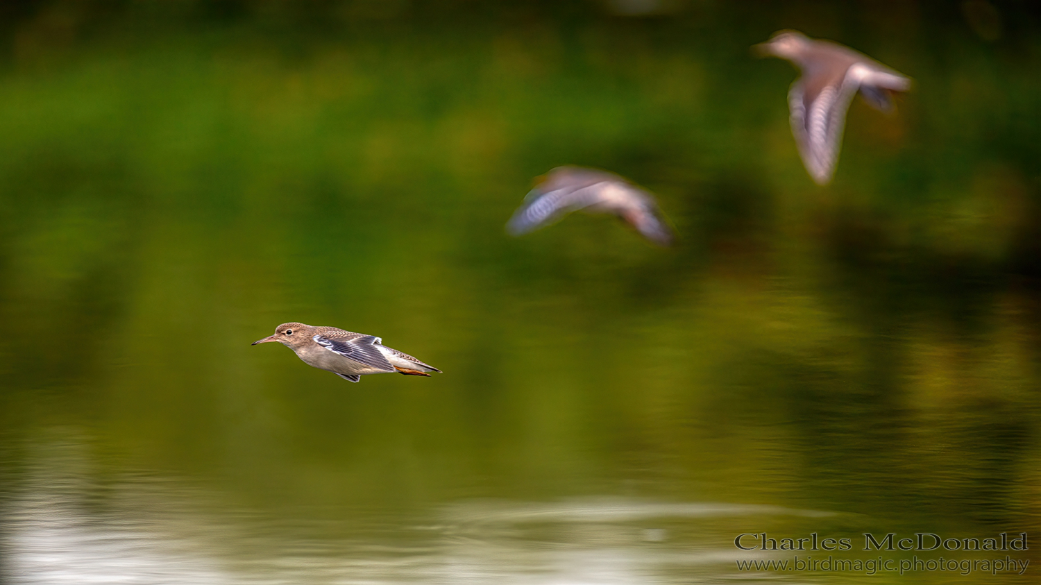 Spotted Sandpiper