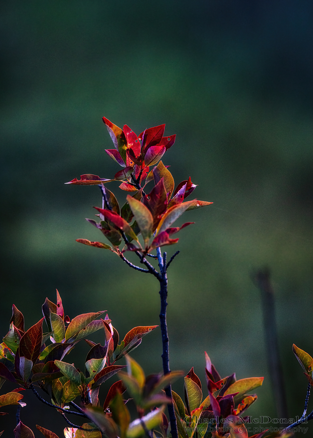 Red - Green