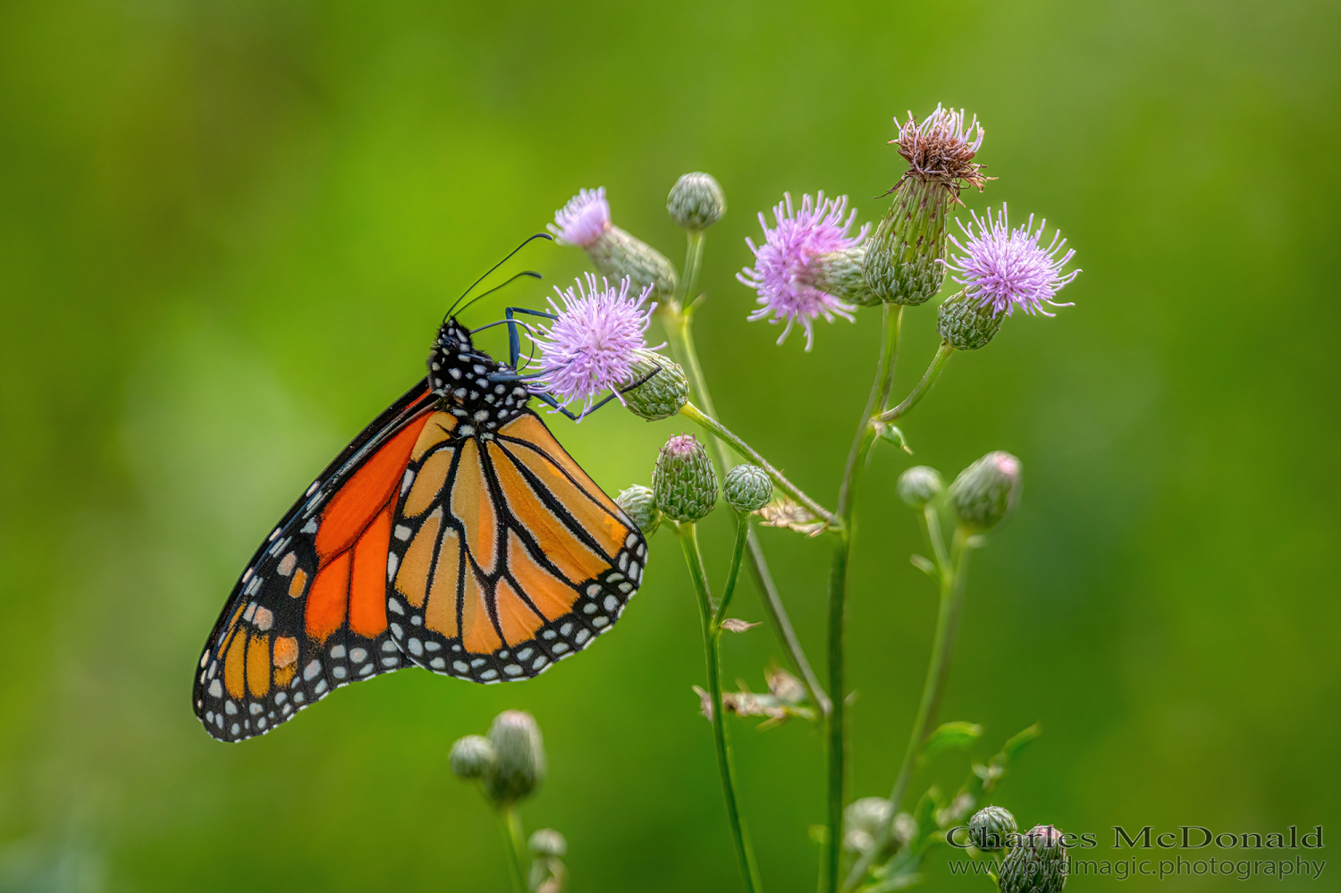 Monarch butterfly