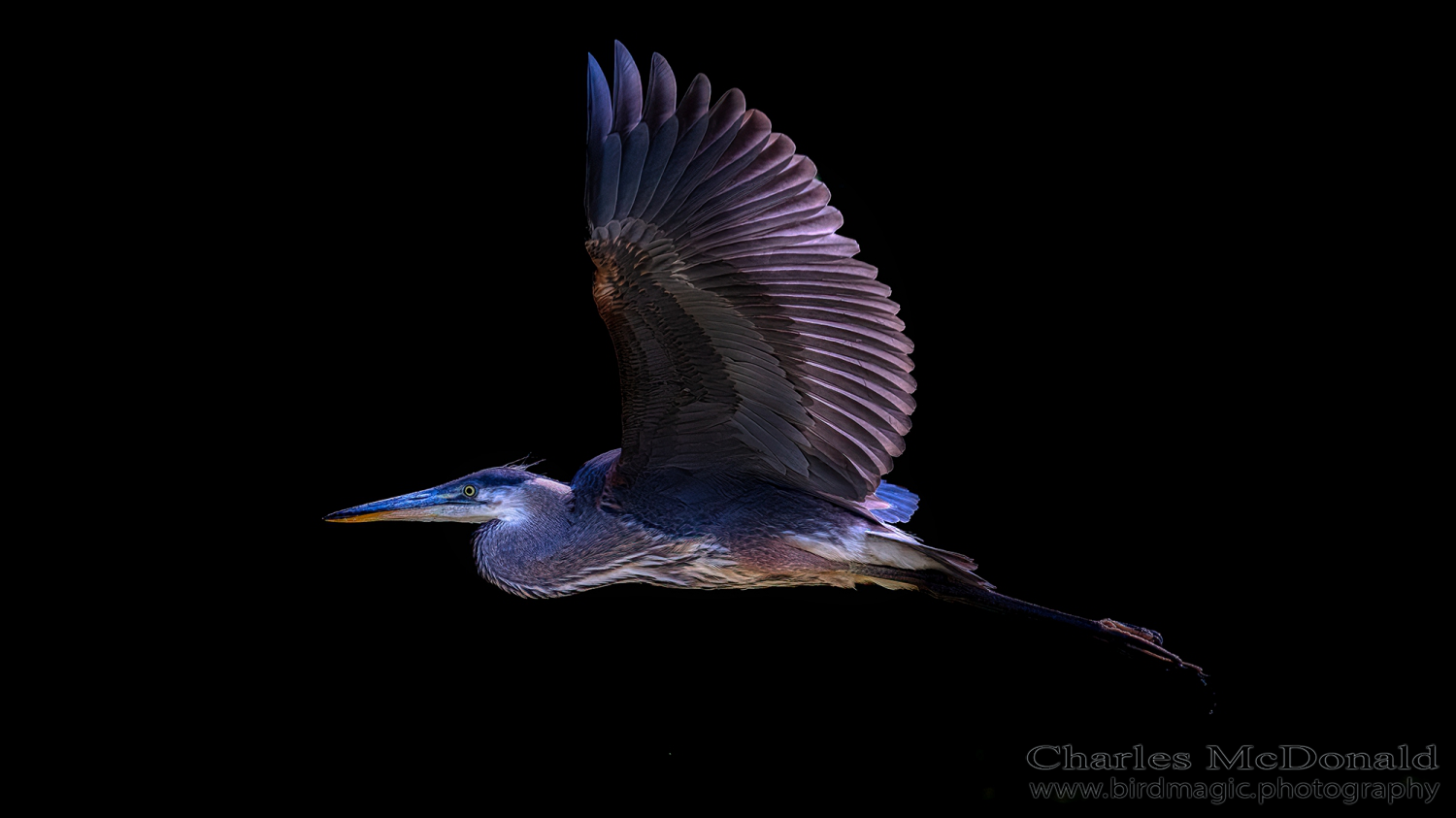 Great Blue Heron