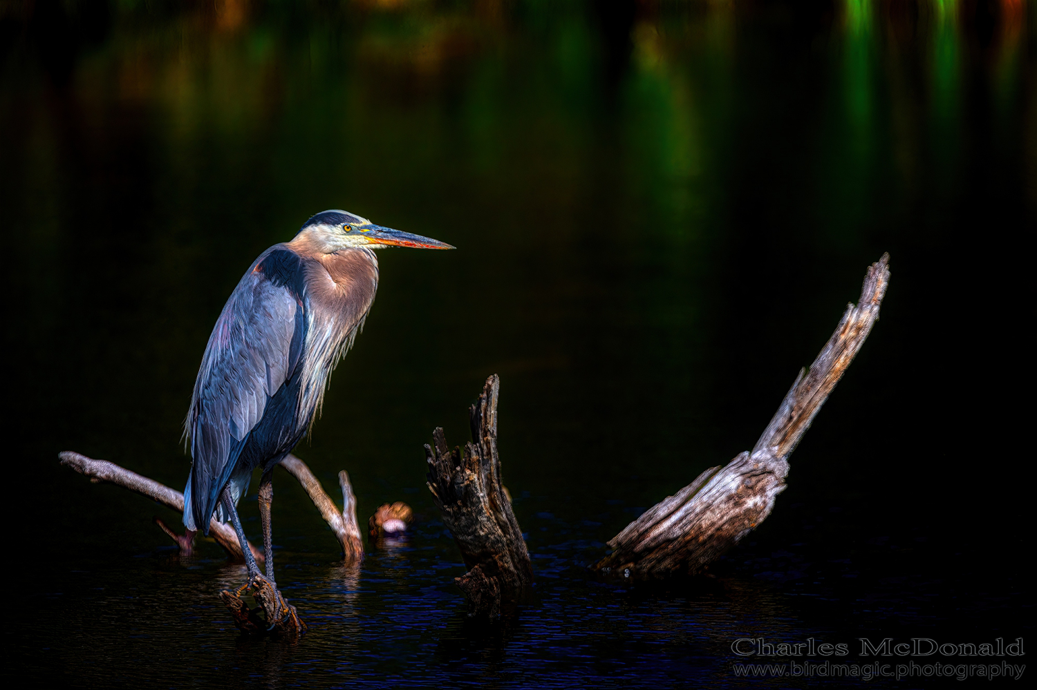 Great Blue Heron