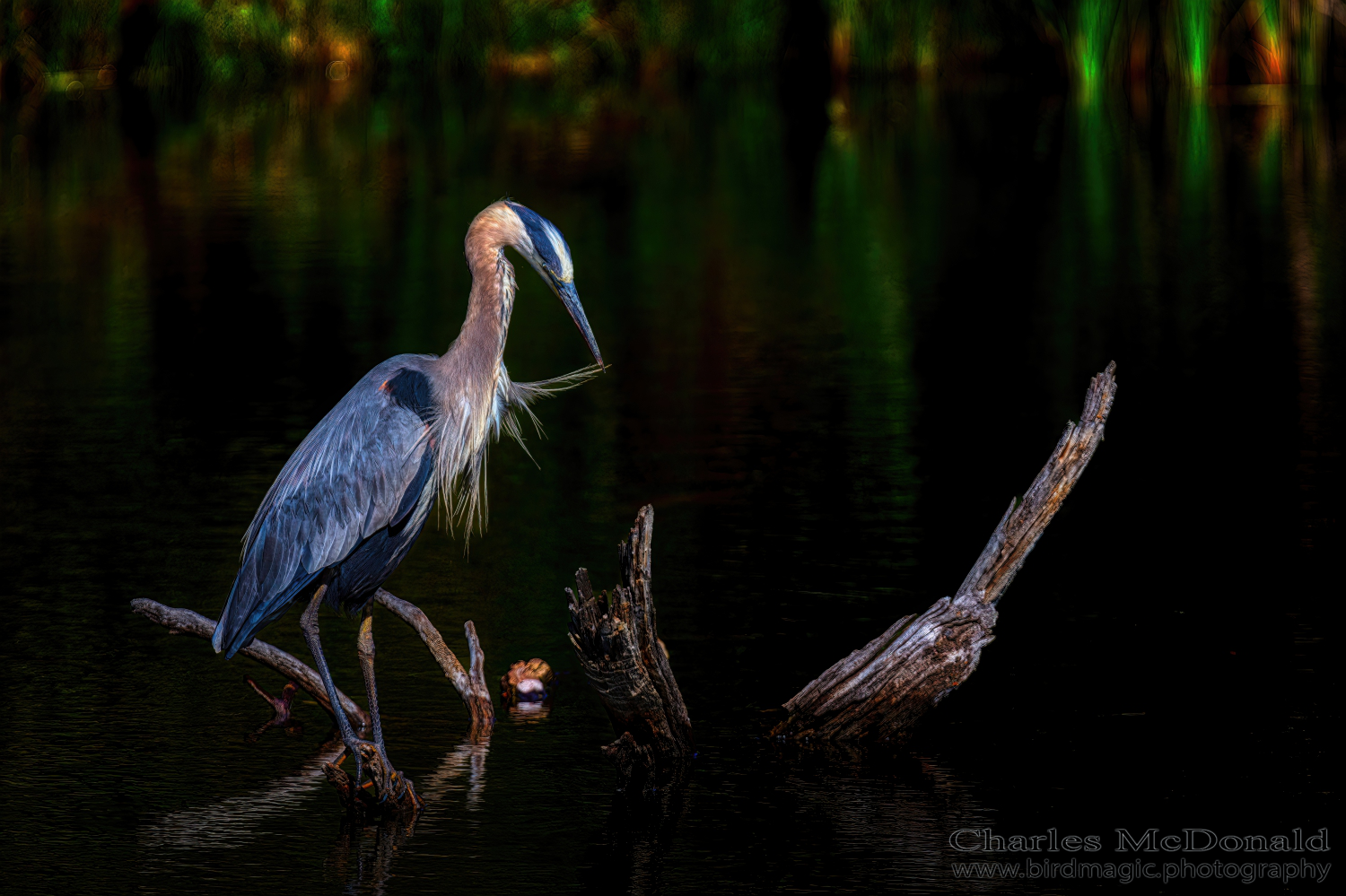 Great Blue Heron