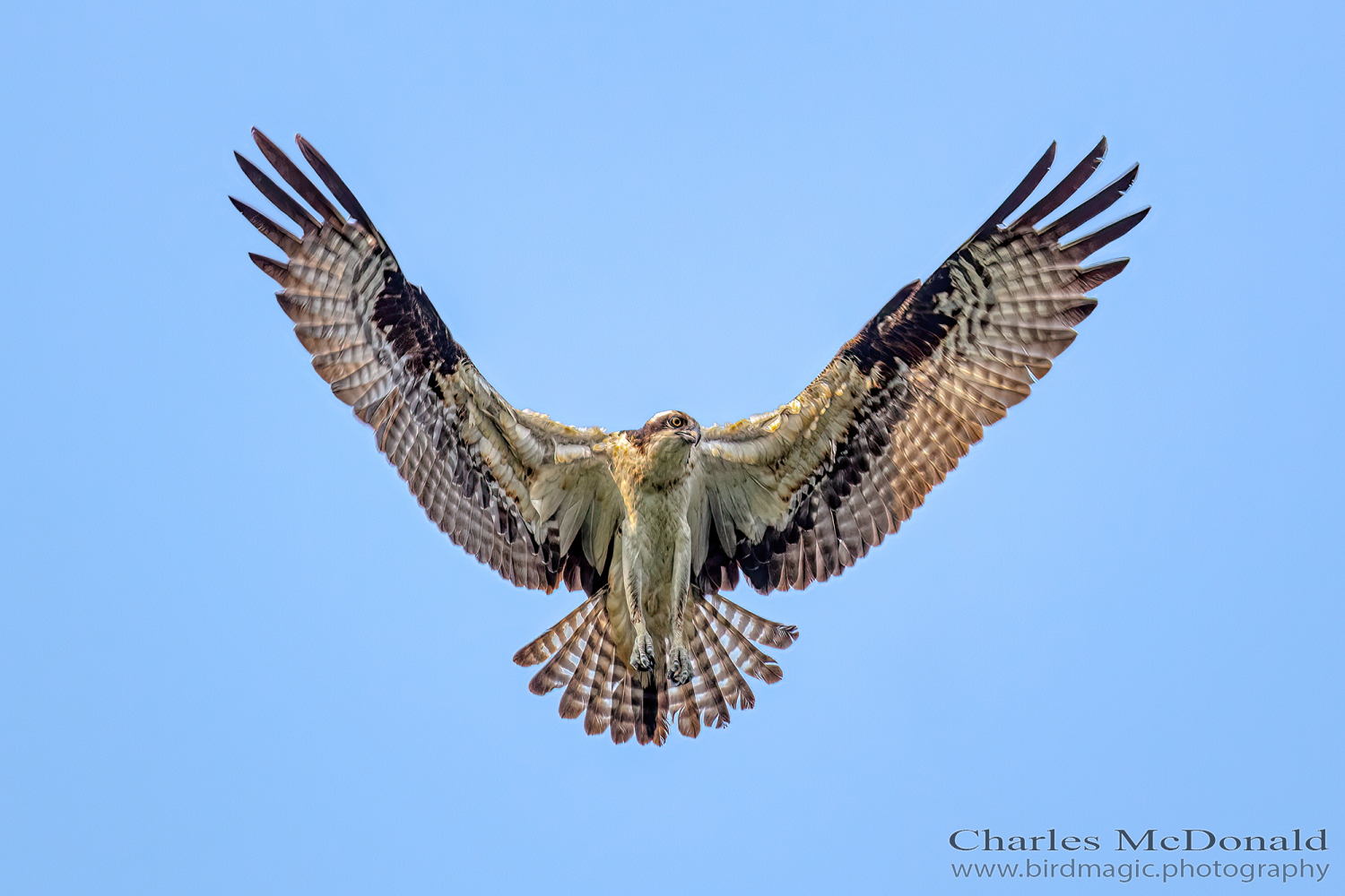 Osprey