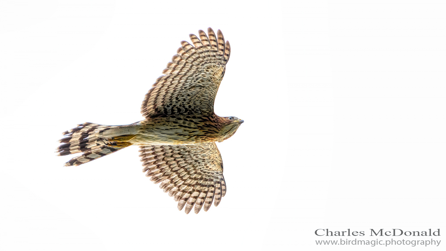 Cooper's Hawk