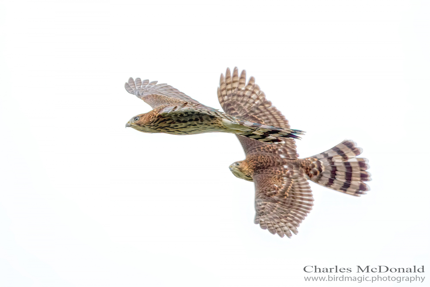 Cooper's Hawk