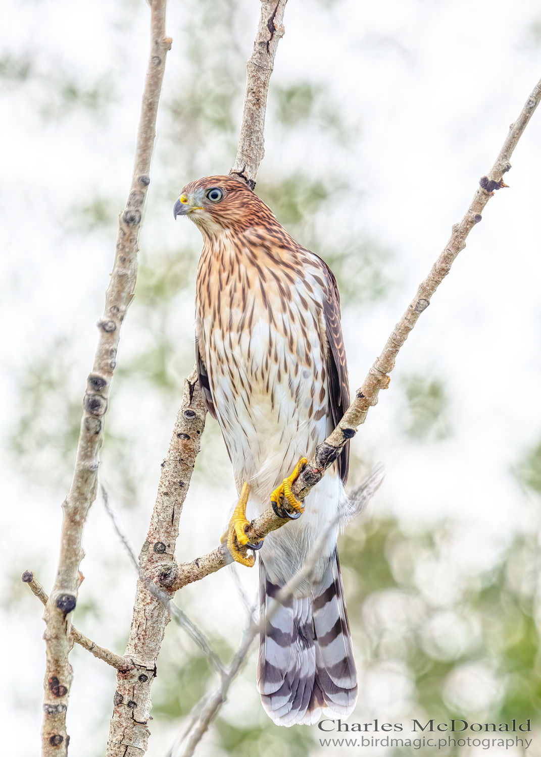 Cooper's Hawk