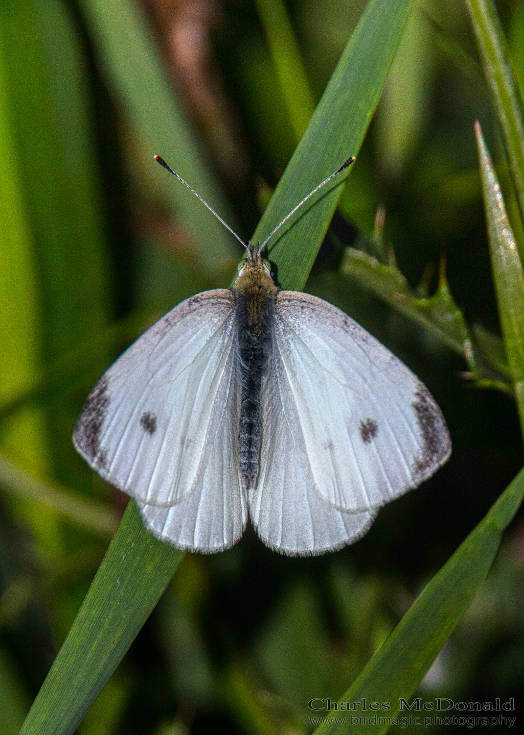 Pieris mannii