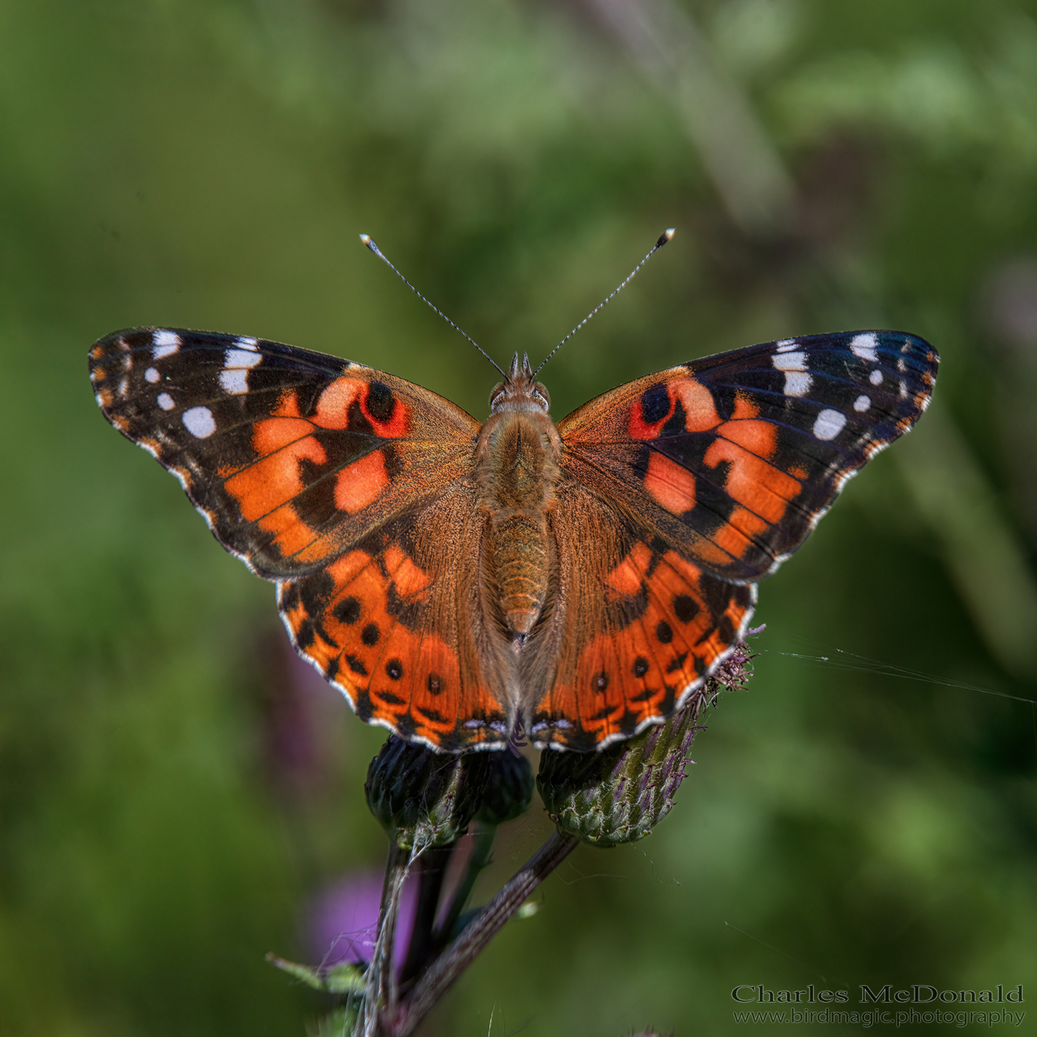 Painted lady