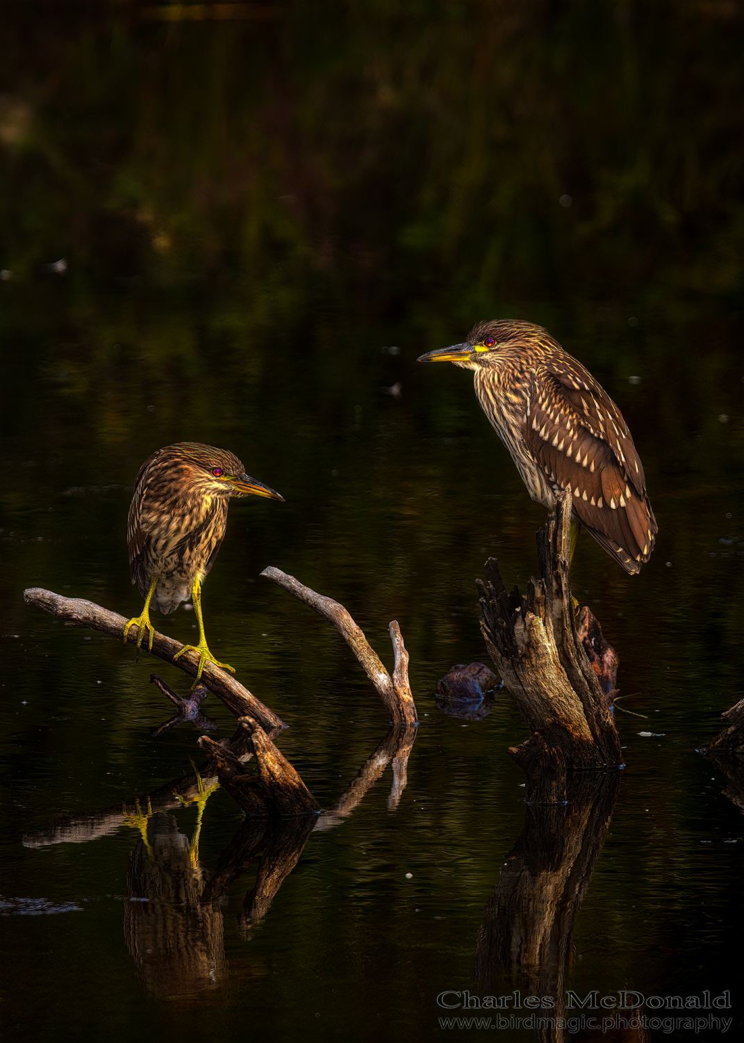 Black-crowned Night-Heron