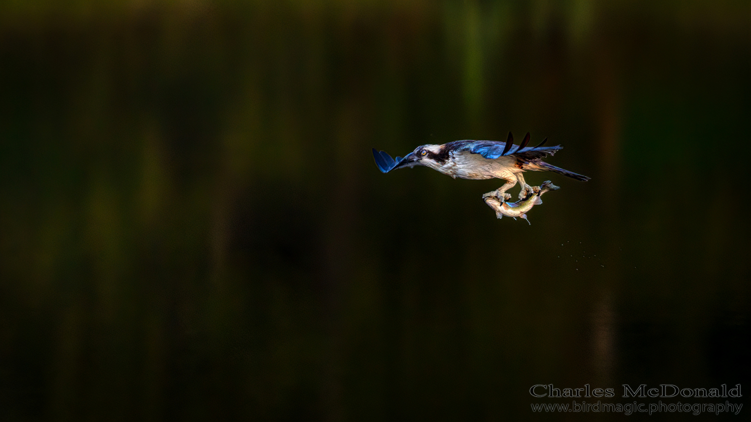 Osprey