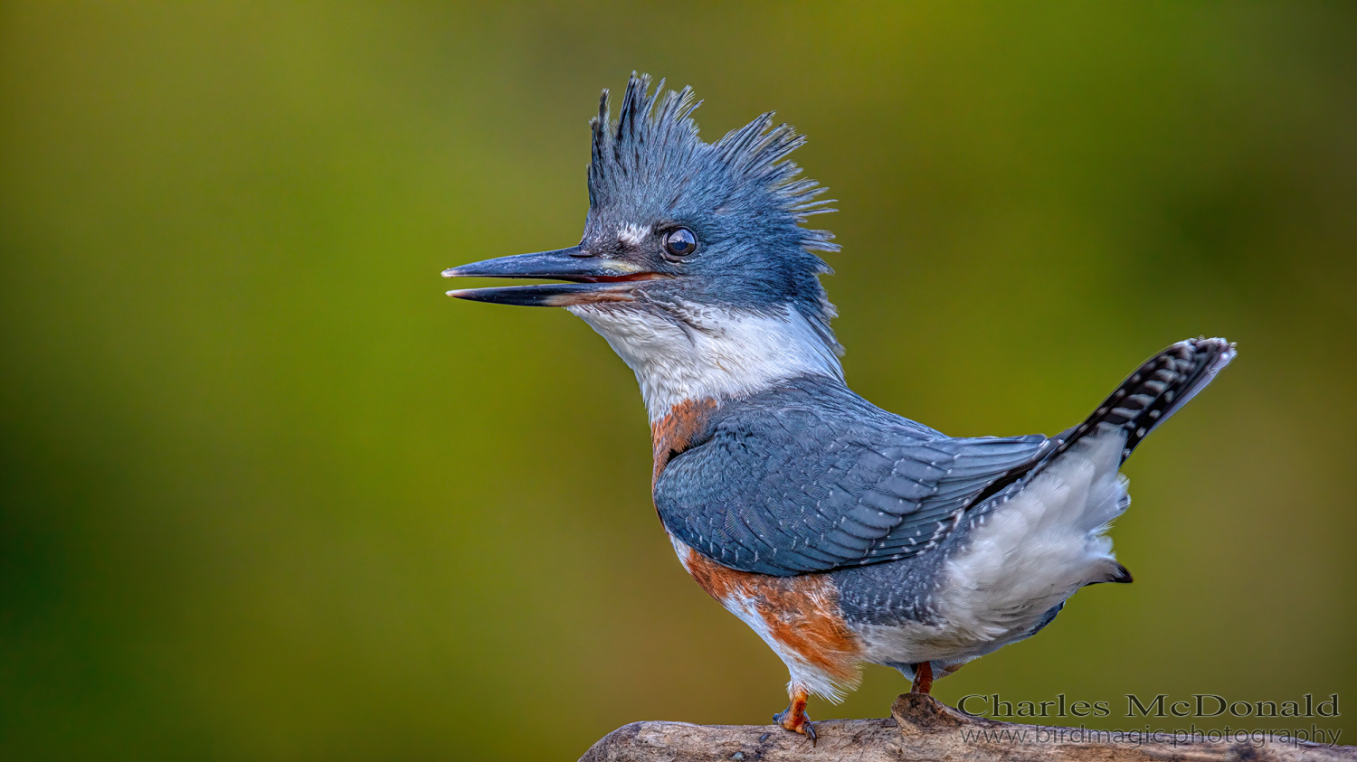 Belted Kingfisher