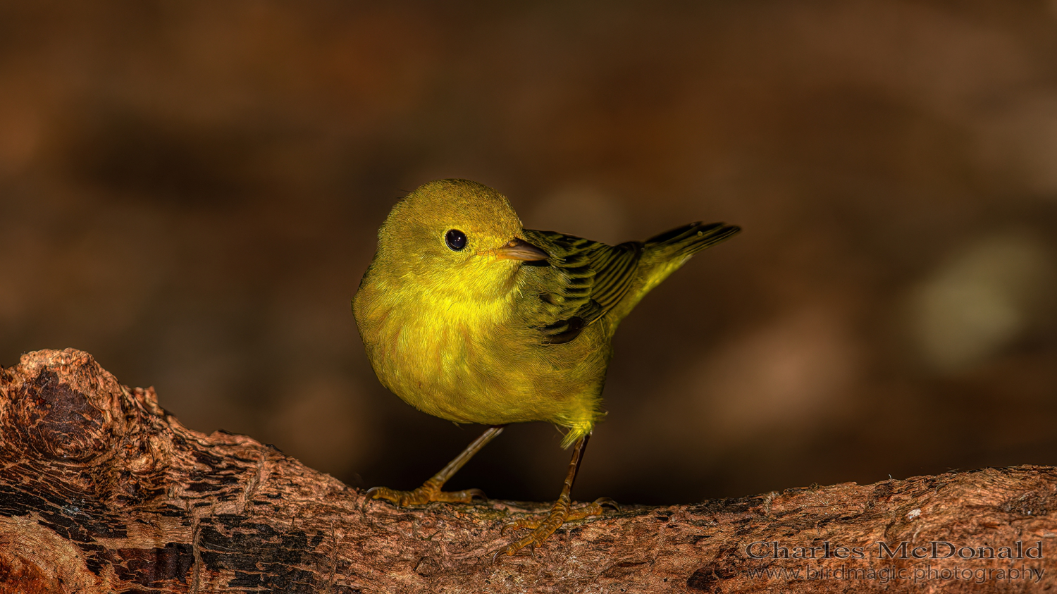 Yellow Warbler