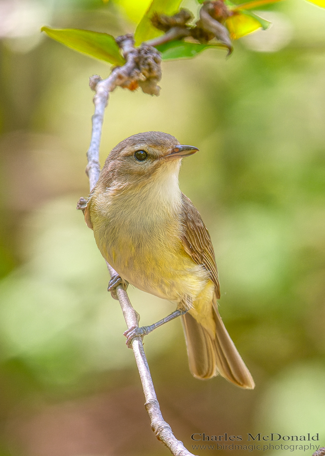 Warbling Vireo