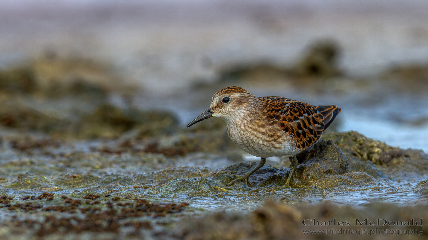 Least Sandpiper