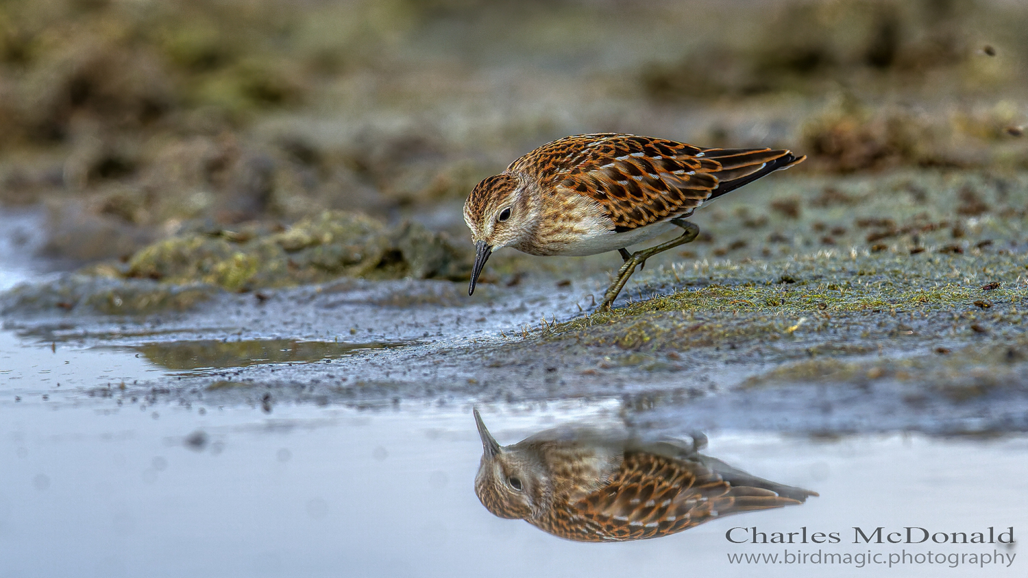 Least Sandpiper