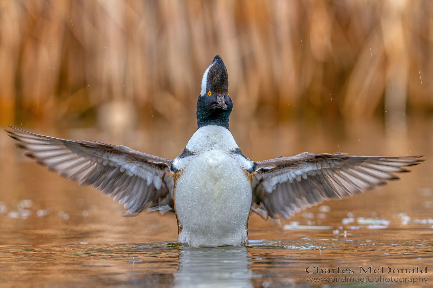 Hooded Merganser