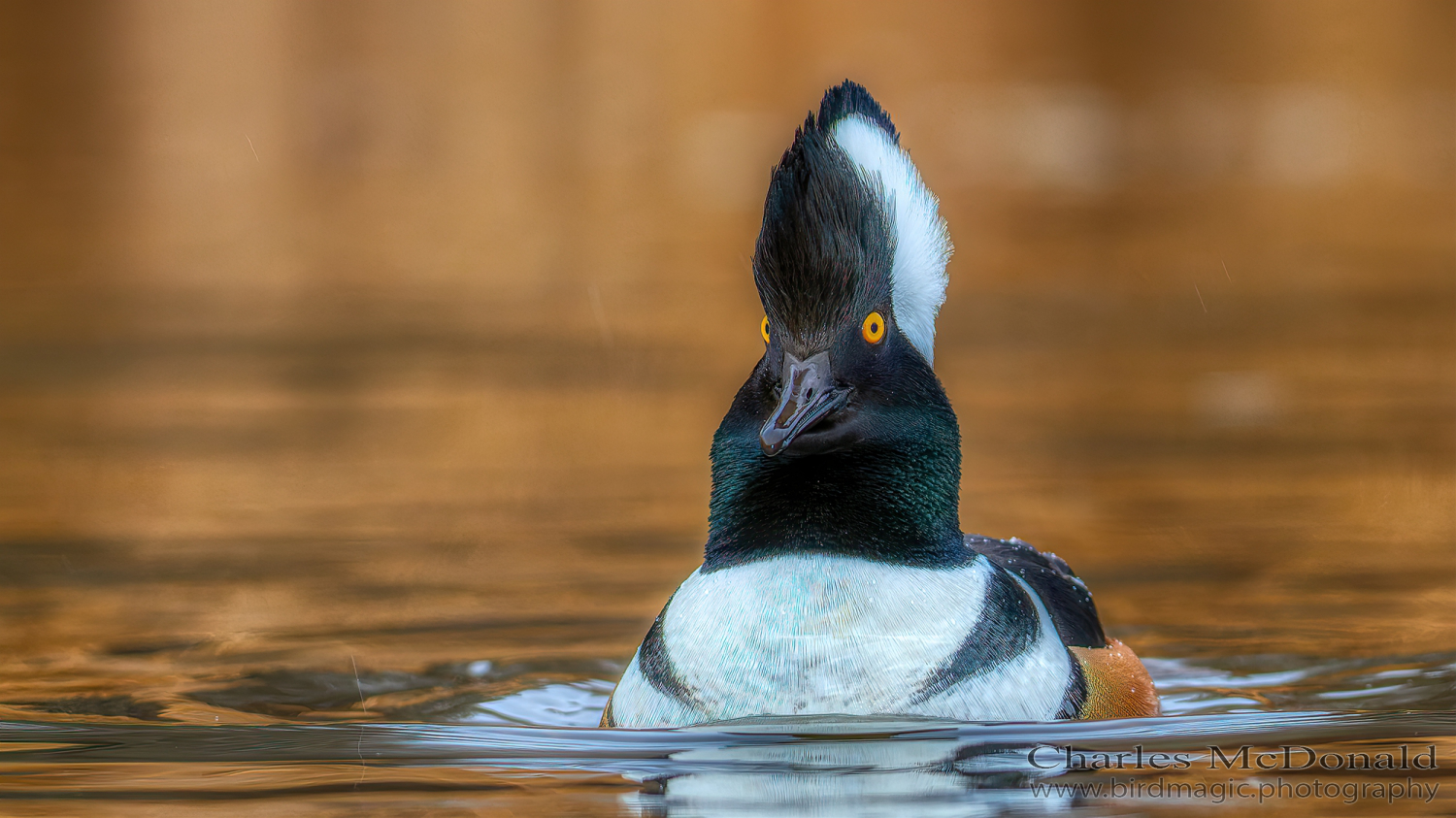 Hooded Merganser