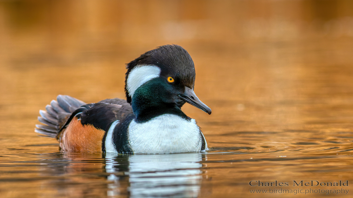 Hooded Merganser