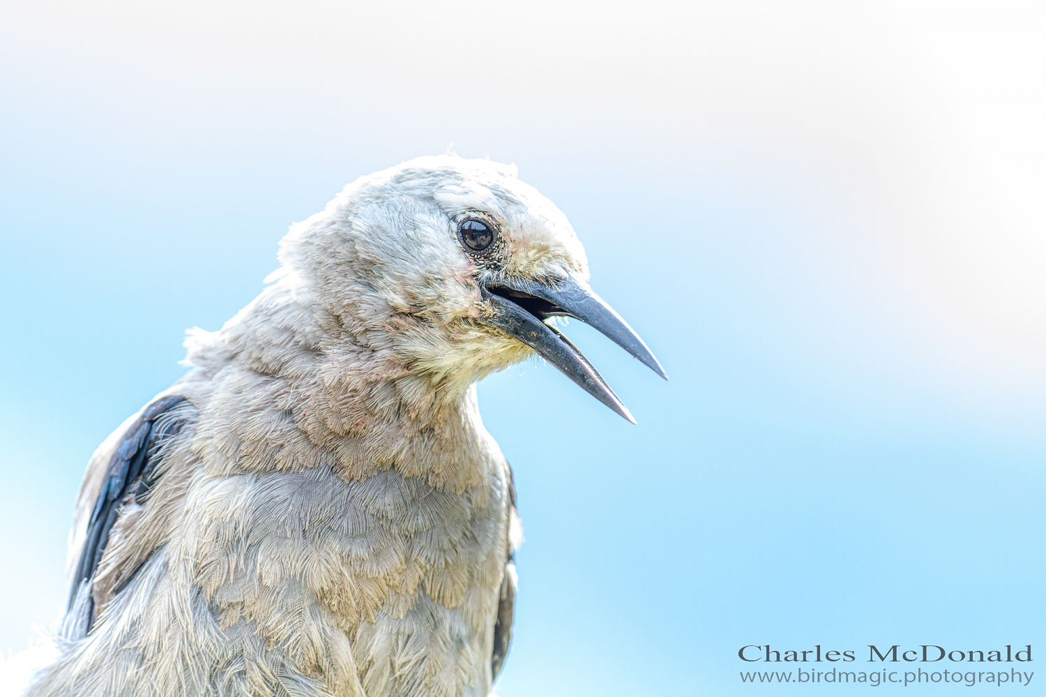 Clark's Nutcracker