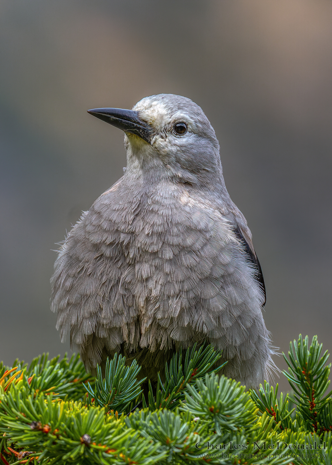 Clark's Nutcracker