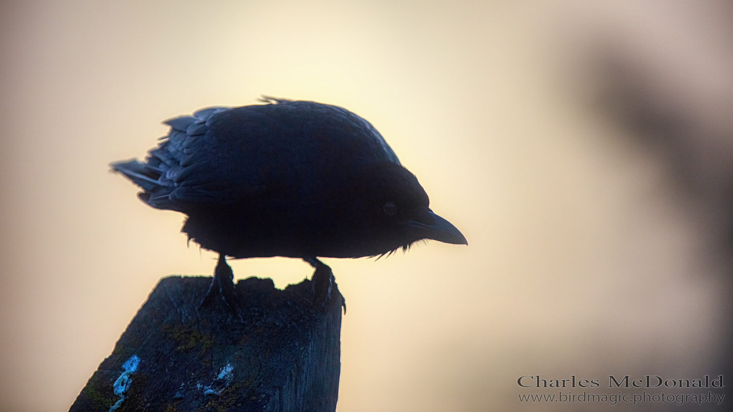 American Crow