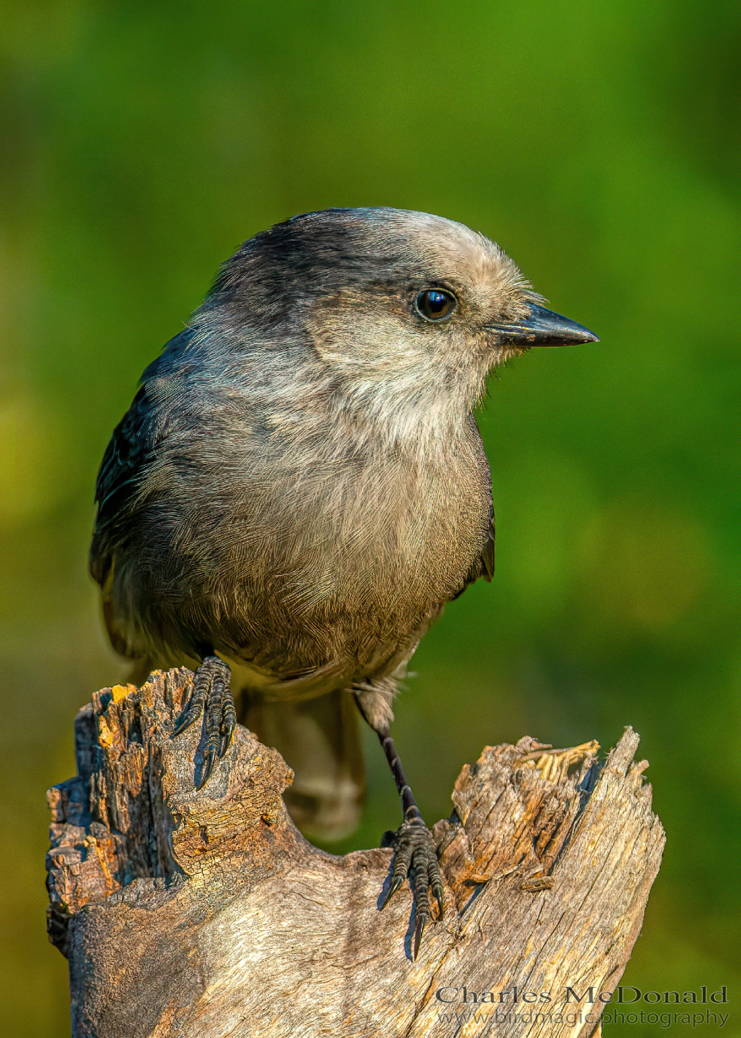 Canada Jay