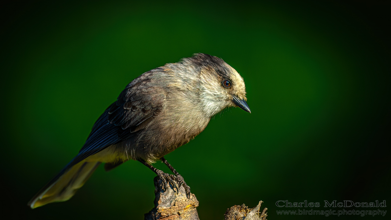 Canada Jay