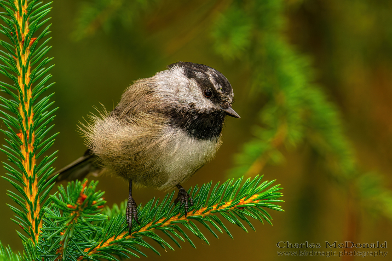 Mountain Chickadee