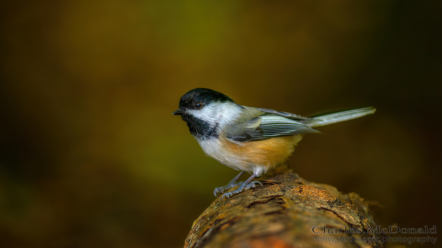 Black-capped Chickadee