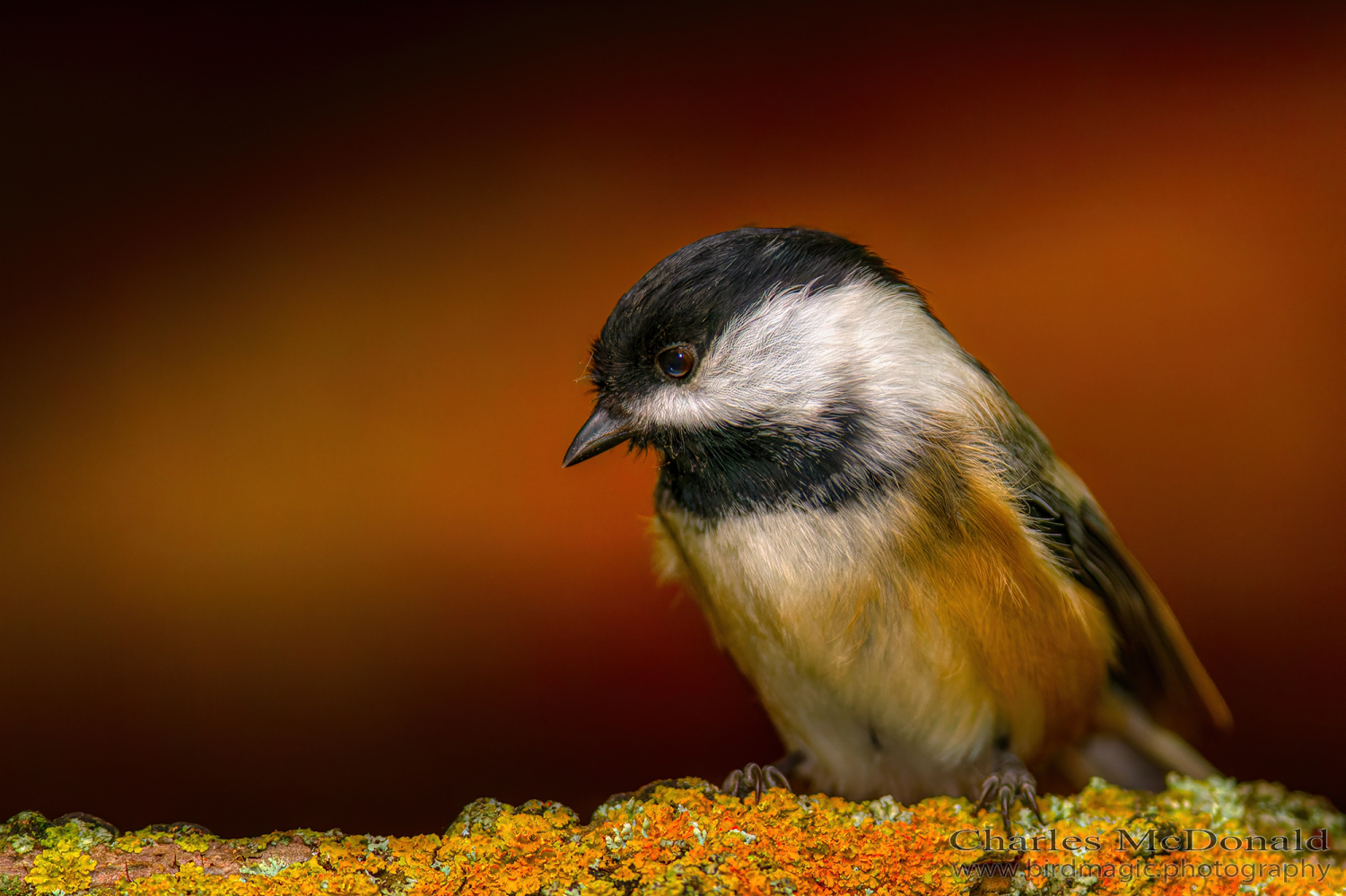 Black-capped Chickadee