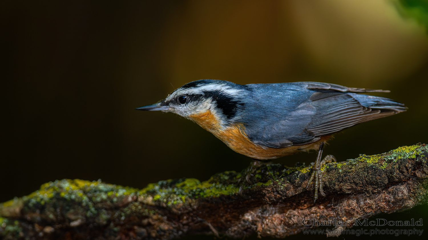 Red-breasted Nuthatch