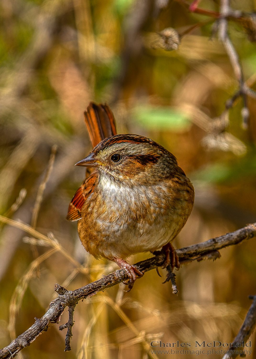 Swamp Sparrow