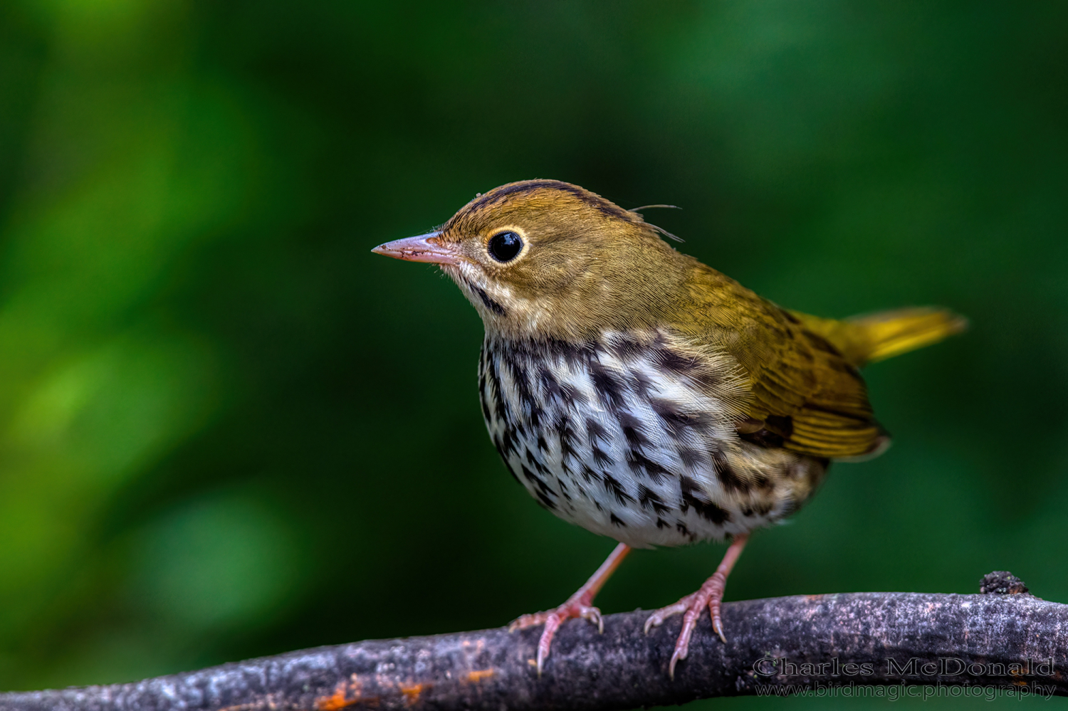 Ovenbird