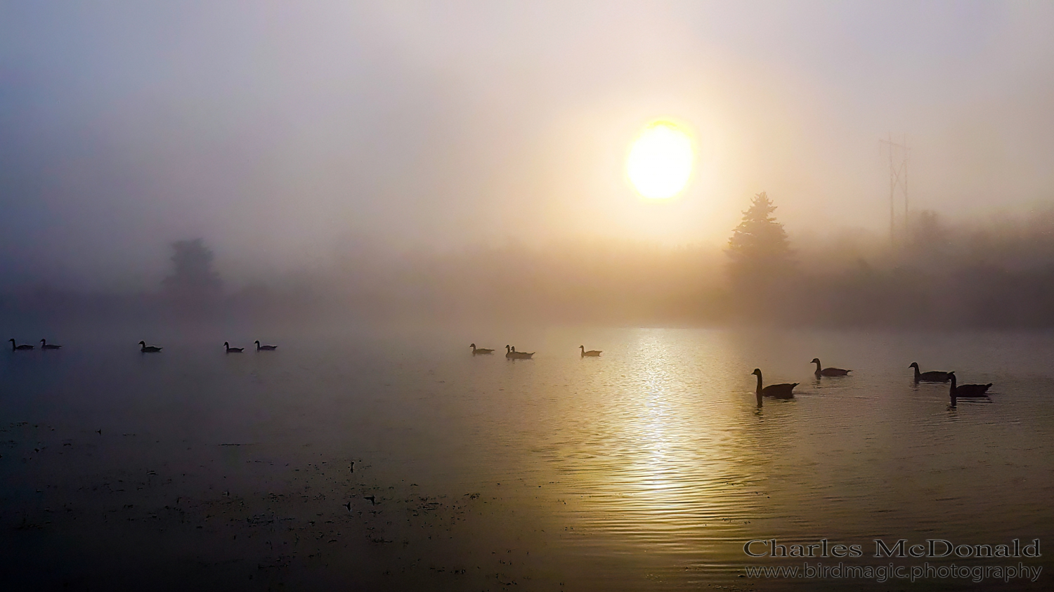 Canada Goose