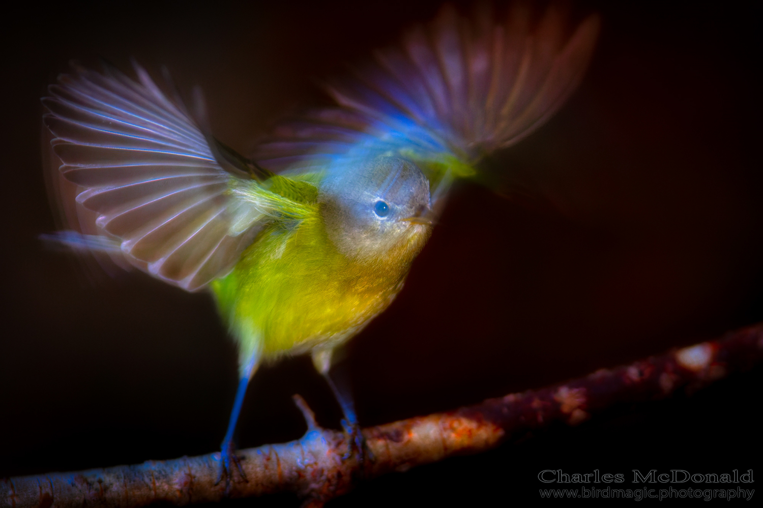 Orange-crowned Warbler