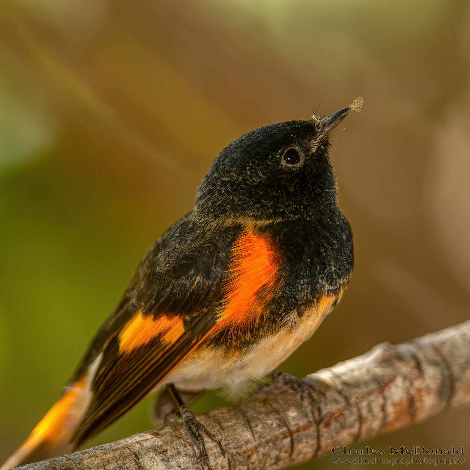 American Redstart