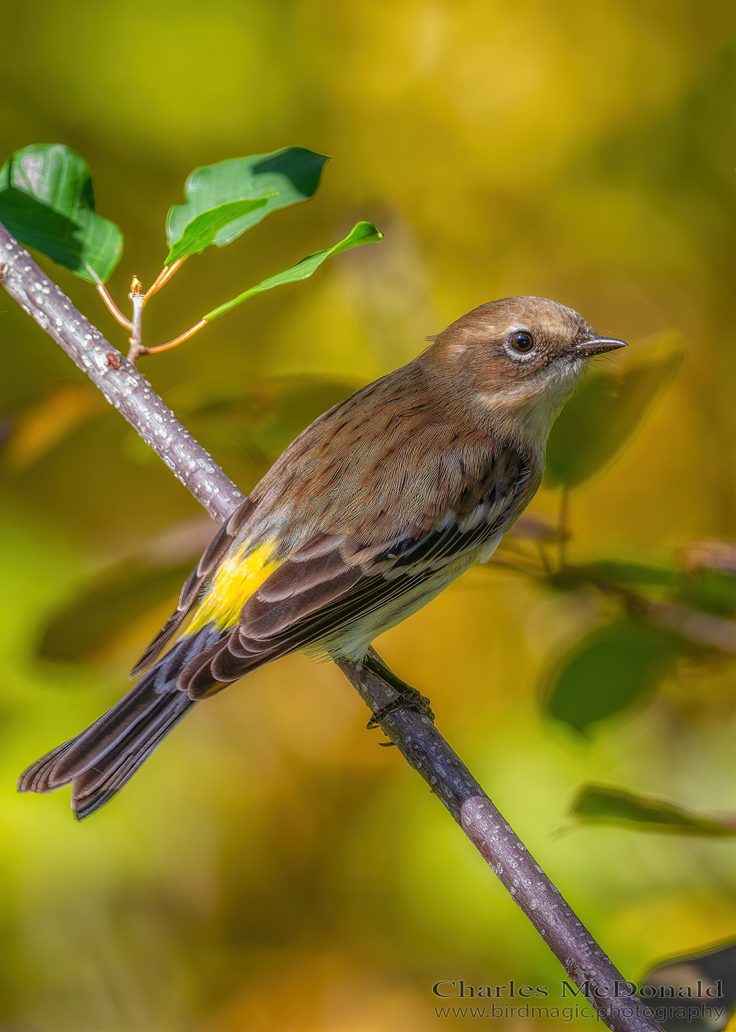 Yellow-rumped Warbler