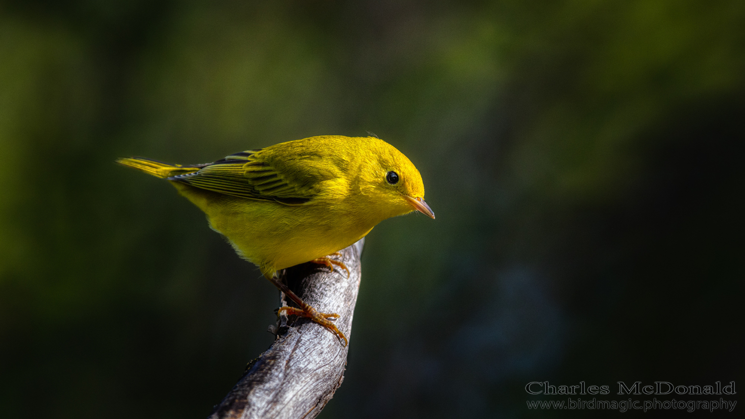 Yellow Warbler