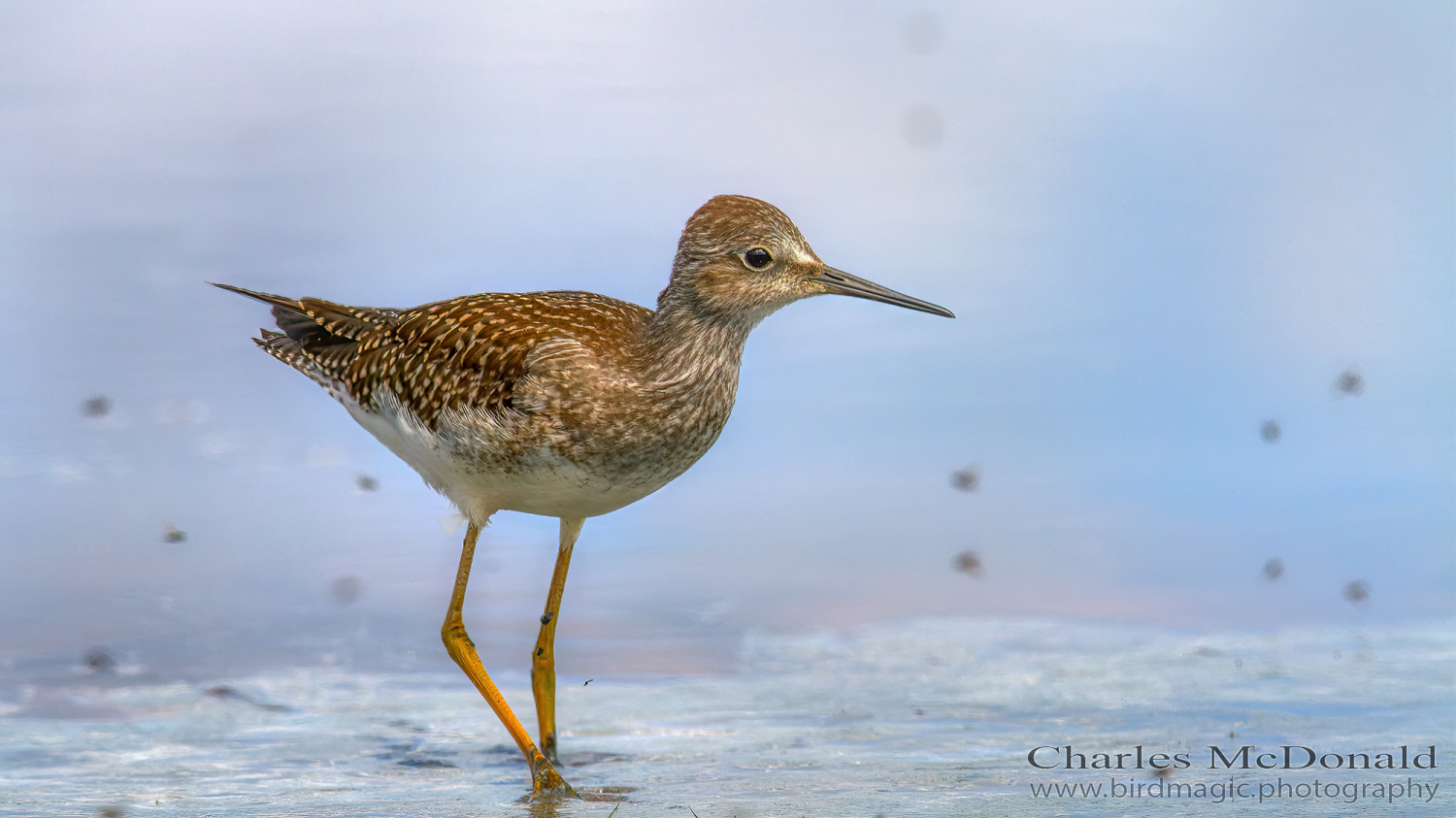 Lesser Yellowlegs