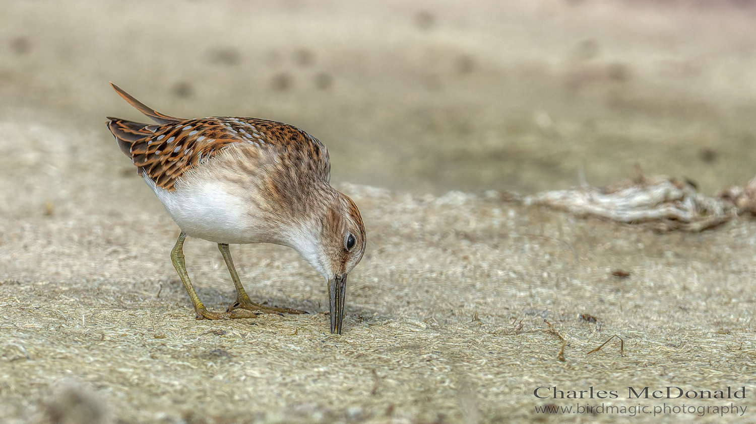 Least Sandpiper