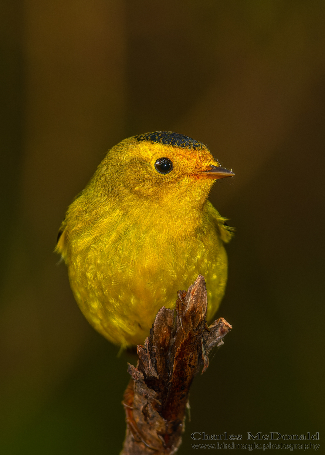 Wilson's Warbler