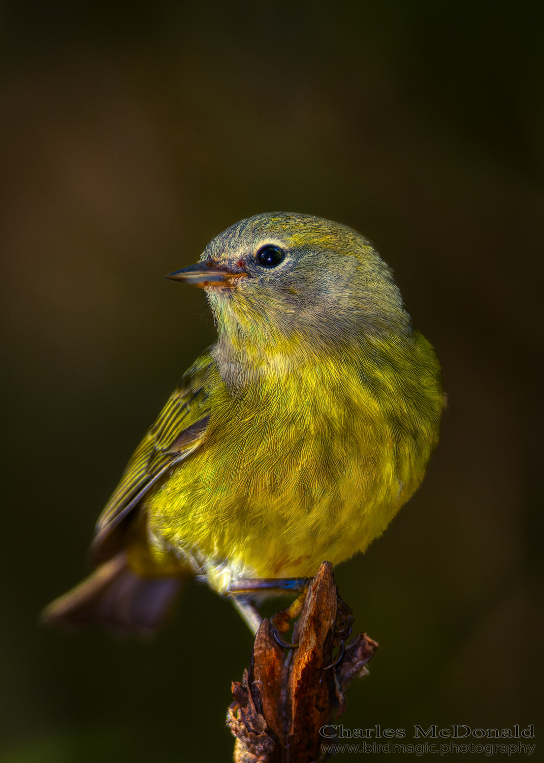 Orange-crowned Warbler