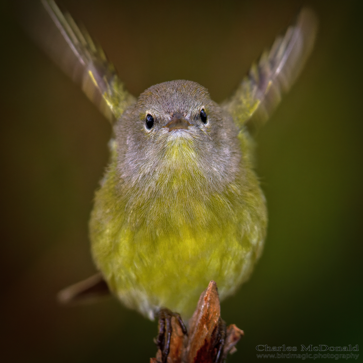 Orange-crowned Warbler