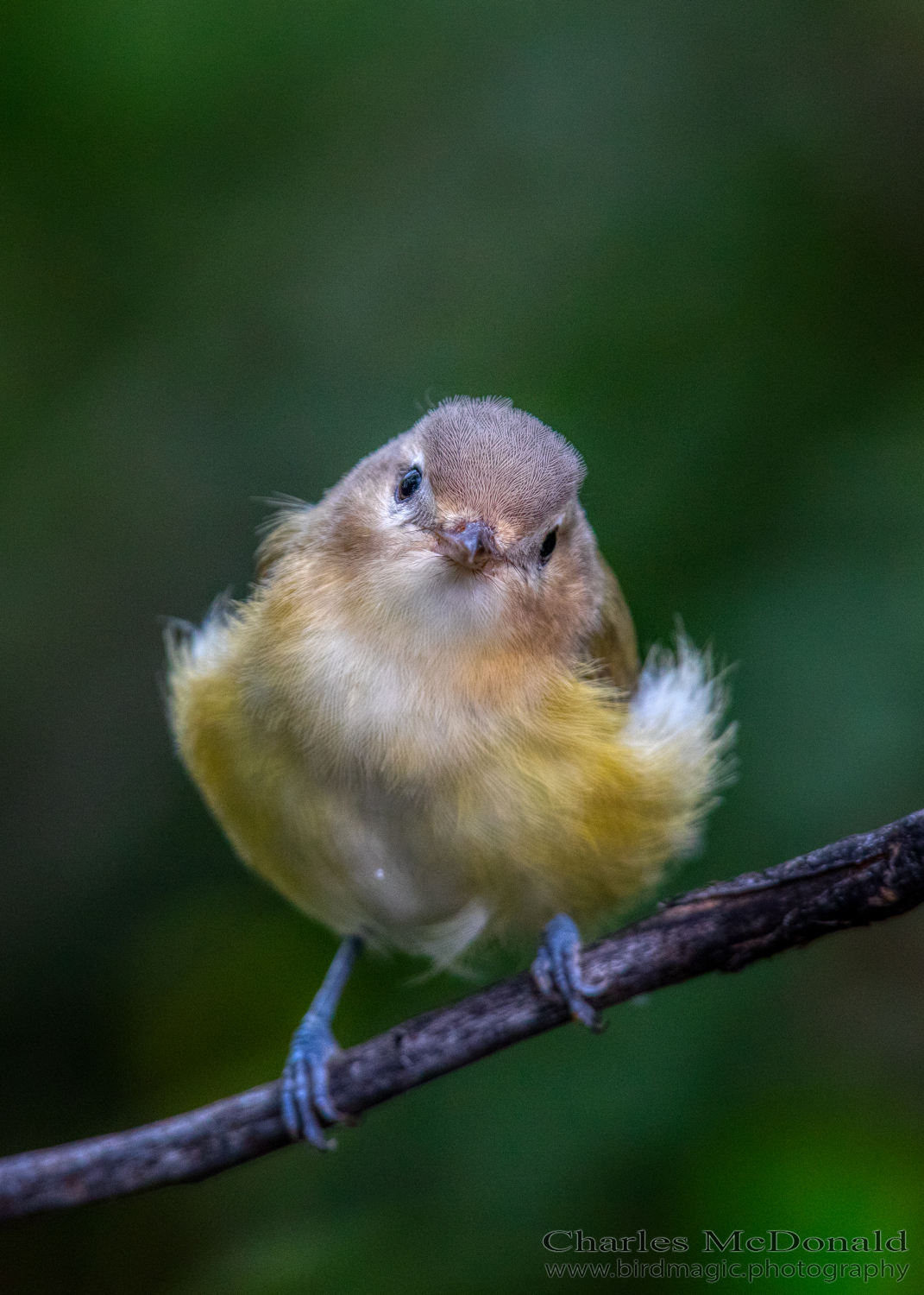 Warbling Vireo