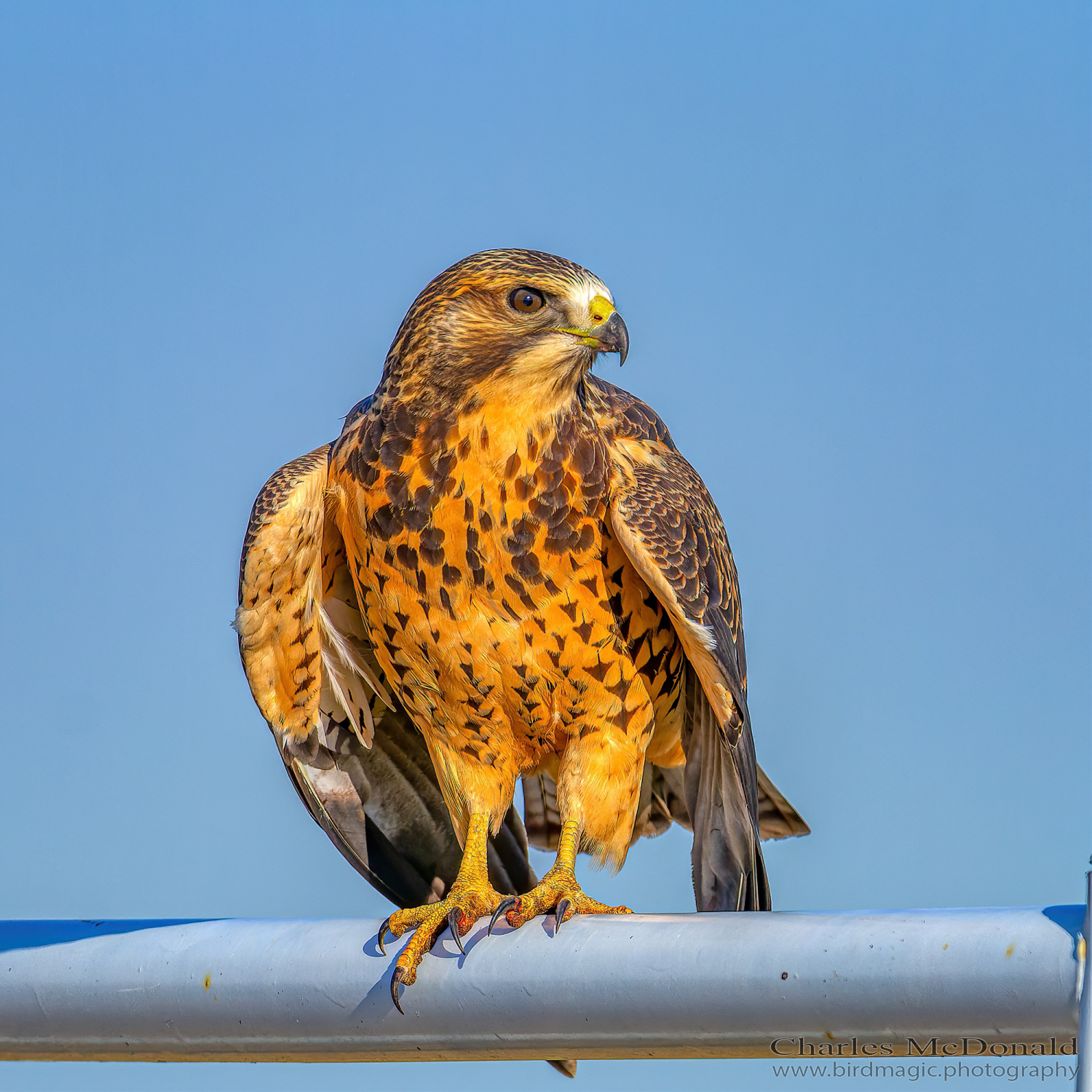 Swainson's Hawk