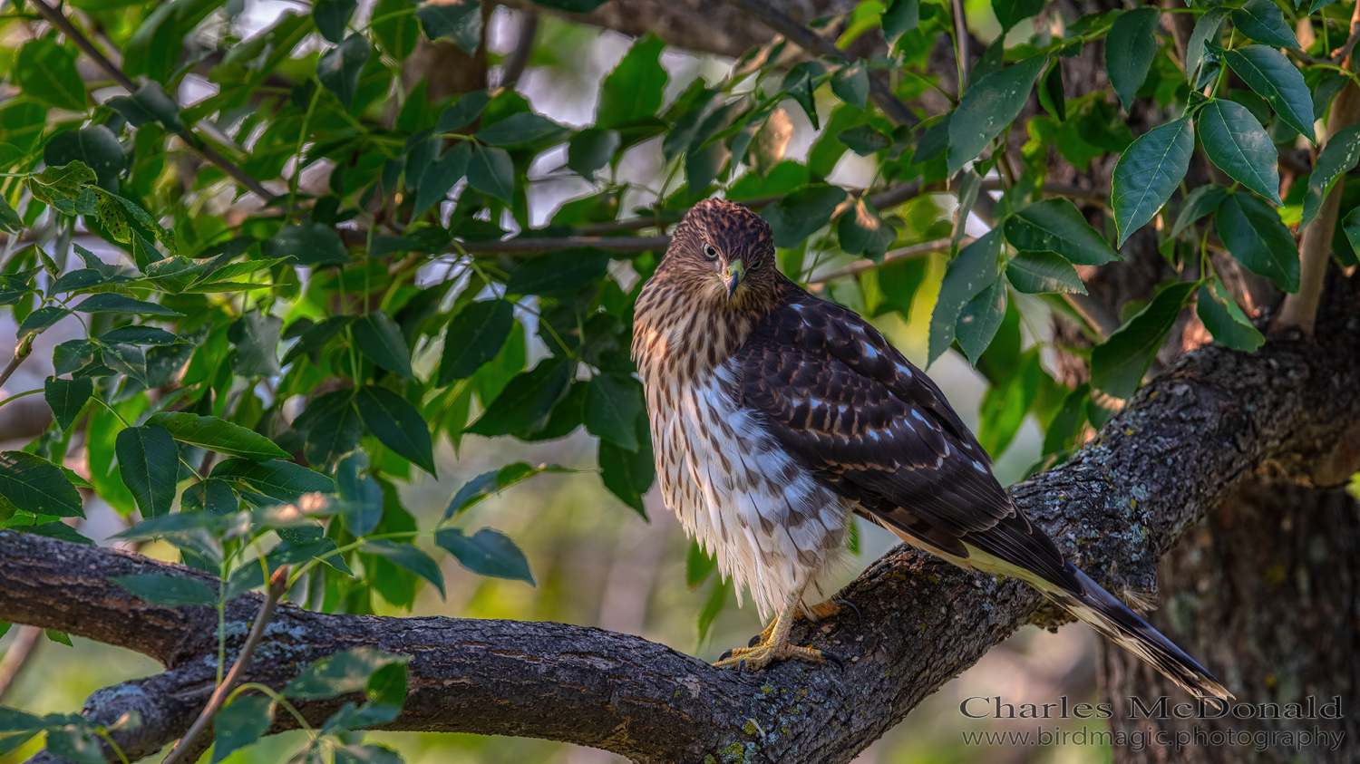 Cooper's Hawk