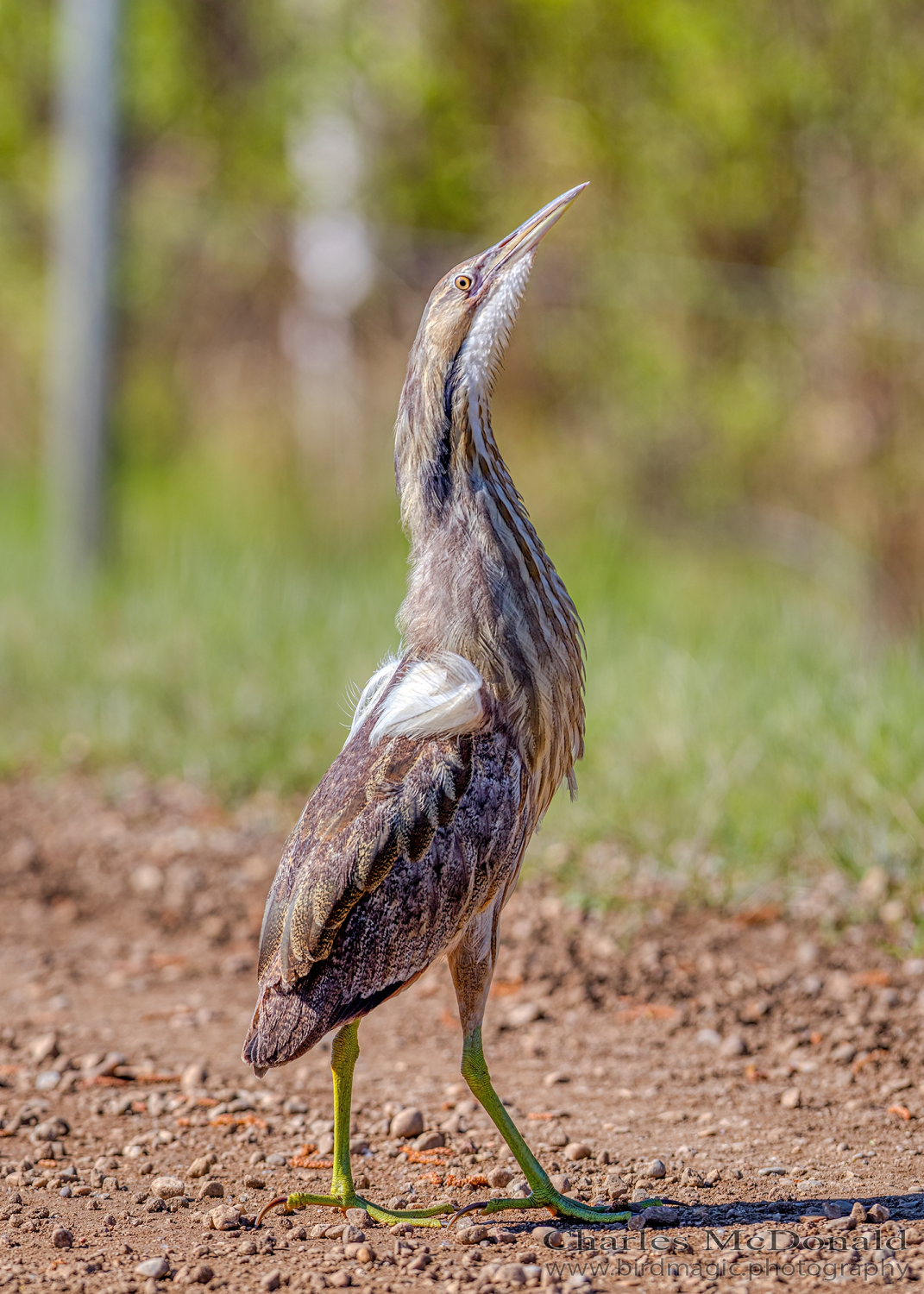 American Bittern