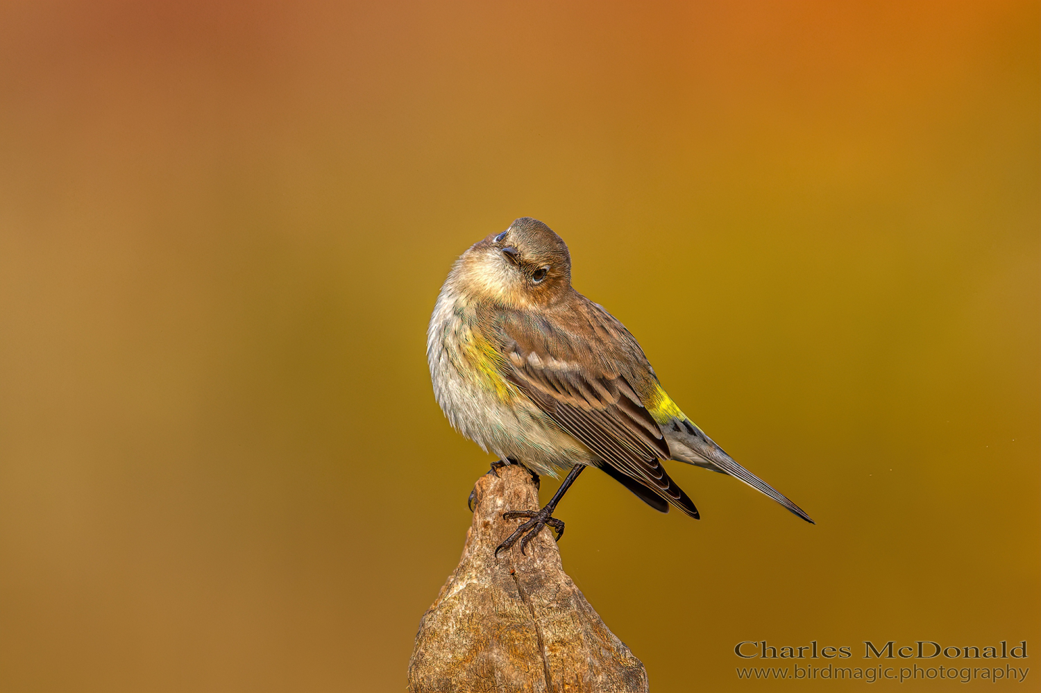 Yellow-rumped Warbler